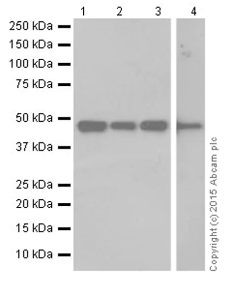 Western blot - Anti-ENO1 + ENO2 + ENO3 antibody [EPR18422] (AB189892)