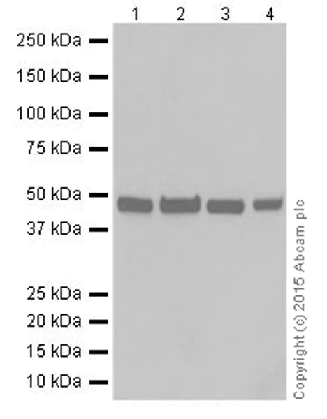 Western blot - Anti-ENO1 + ENO2 + ENO3 antibody [EPR18422] (AB189892)
