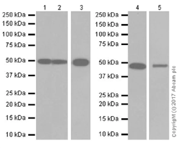 Western blot - Anti-ENO1 + ENO2 + ENO3 antibody [EPR19680] (AB222514)