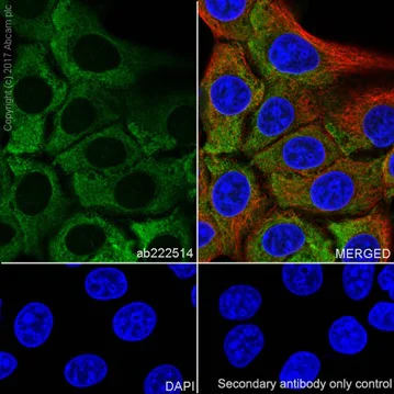 Immunocytochemistry/ Immunofluorescence - Anti-ENO1 + ENO2 + ENO3 antibody [EPR19680] - BSA and Azide free (AB251571)
