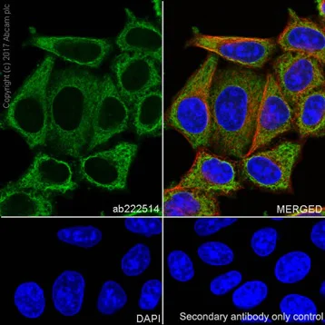 Immunocytochemistry/ Immunofluorescence - Anti-ENO1 + ENO2 + ENO3 antibody [EPR19680] - BSA and Azide free (AB251571)