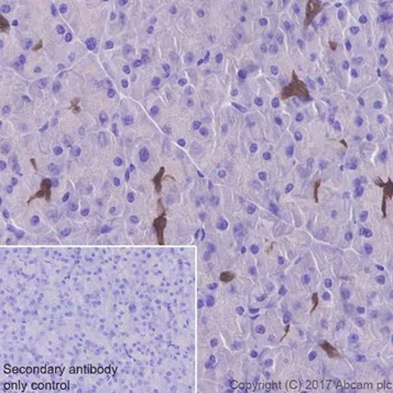 Immunohistochemistry (Formalin/PFA-fixed paraffin-embedded sections) - Anti-ENO1 + ENO2 + ENO3 antibody [EPR19680] - BSA and Azide free (AB251571)