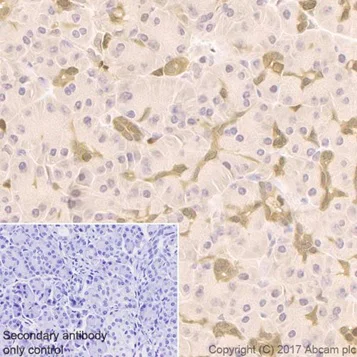 Immunohistochemistry (Formalin/PFA-fixed paraffin-embedded sections) - Anti-ENO1 + ENO2 + ENO3 antibody [EPR19680] - BSA and Azide free (AB251571)