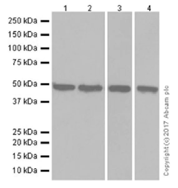 Western blot - Anti-ENO1 + ENO2 + ENO3 antibody [EPR19680] - BSA and Azide free (AB251571)