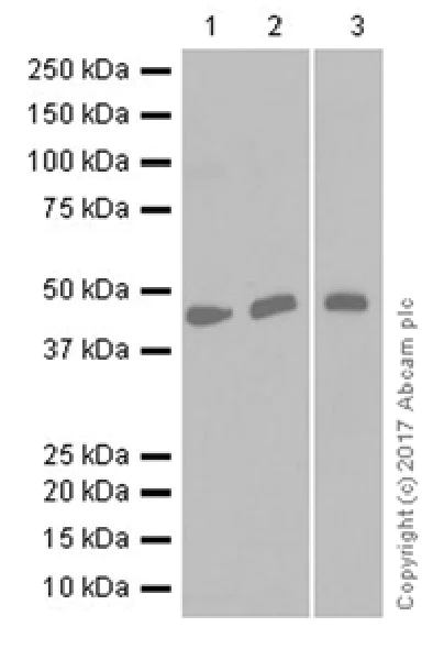 Western blot - Anti-ENO1 + ENO2 + ENO3 antibody [EPR19680] - BSA and Azide free (AB251571)