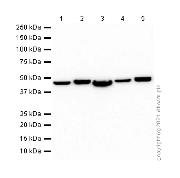 Western blot - Anti-ENO1 + ENO2 + ENO3 antibody [EPR3377] - BSA and Azide free (AB220216)