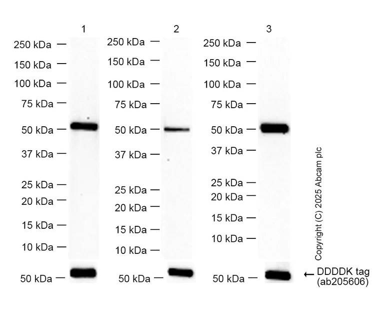 Western blot - Anti-ENO1 + ENO2 + ENO3 antibody [EPR3377] - BSA and Azide free (AB220216)