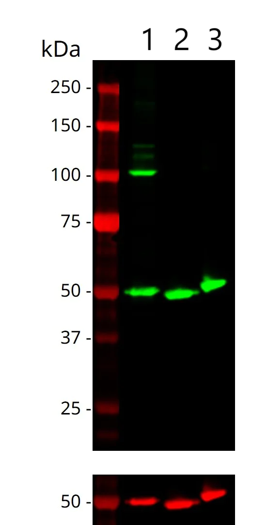 Western blot - Anti-ENO1 + ENO2 + ENO3 antibody [EPR3377] - BSA and Azide free (AB220216)