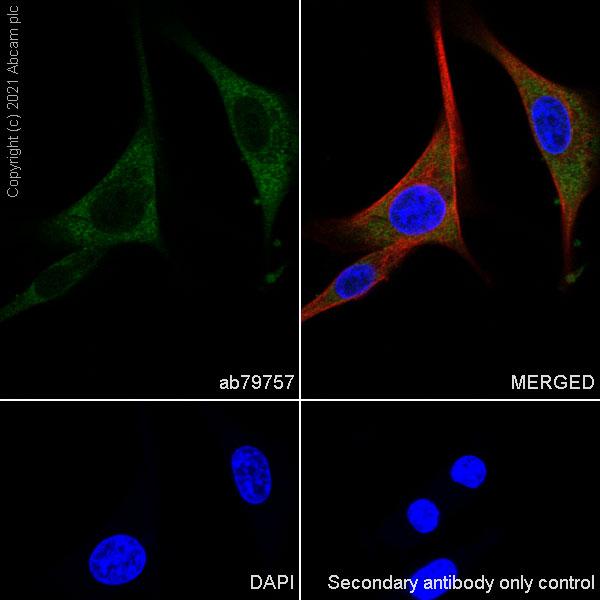 Immunocytochemistry/ Immunofluorescence - Anti-ENO1 + ENO2 + ENO3 antibody [EPR3377] - Neuronal Marker (AB79757), expandable thumbnail