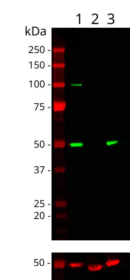 Western blot - Anti-ENO1 + ENO3 antibody [EPR11366(B)] (AB157474)