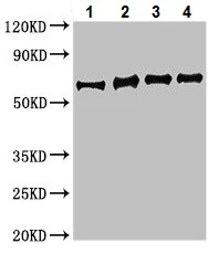 Western blot - Anti-Enolase antibody (AB229919)