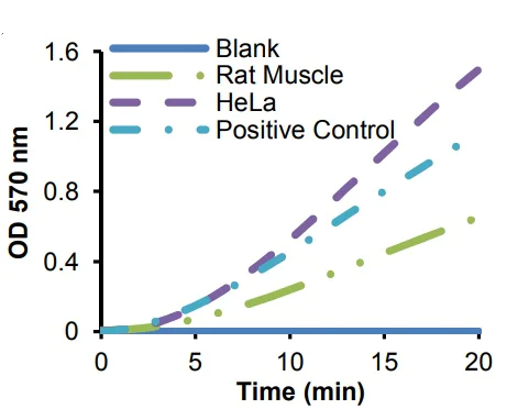 Functional Studies - Enolase Assay Kit (AB241024)