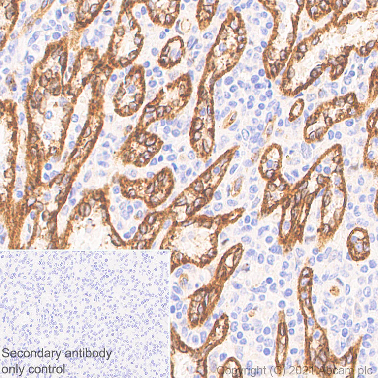 Immunohistochemistry (Formalin/PFA-fixed paraffin-embedded sections) - Anti-eNOS antibody [3/eNOS/NOS Type III] - BSA and Azide free (AB282129)