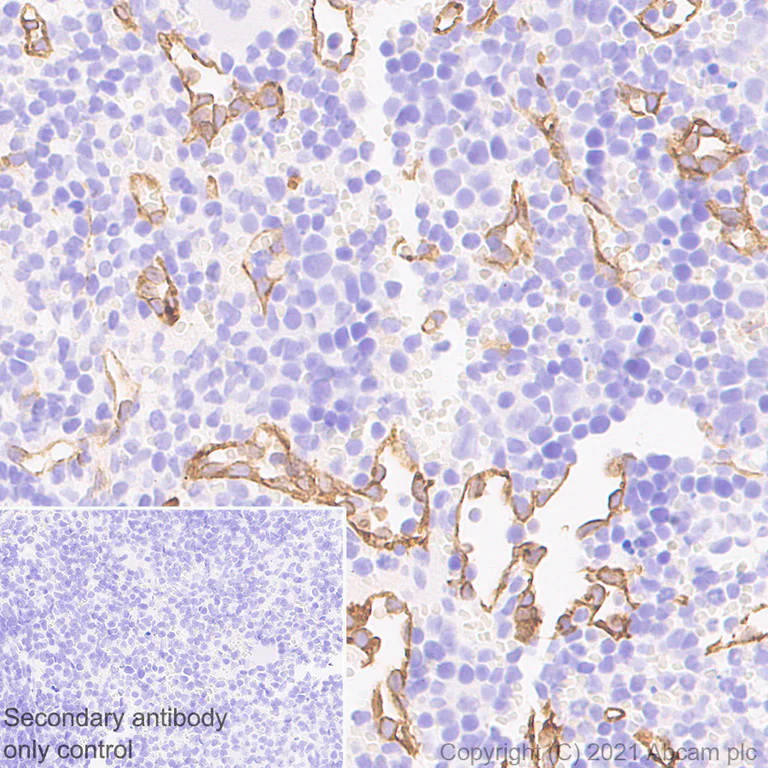 Immunohistochemistry (Formalin/PFA-fixed paraffin-embedded sections) - Anti-eNOS antibody [3/eNOS/NOS Type III] - BSA and Azide free (AB282129)