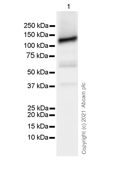 Western blot - Anti-eNOS antibody [3/eNOS/NOS Type III] - BSA and Azide free (AB282129)
