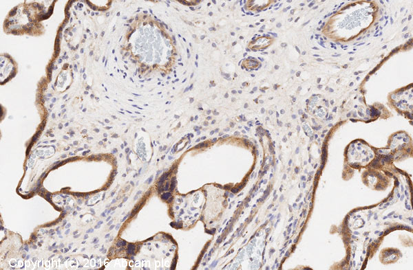 Immunohistochemistry (Formalin/PFA-fixed paraffin-embedded sections) - Anti-eNOS antibody (AB5589)