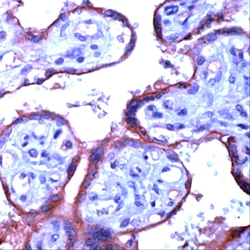 Immunohistochemistry (Formalin/PFA-fixed paraffin-embedded sections) - Anti-eNOS antibody - C-terminal (AB230455)