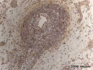 Immunohistochemistry (Formalin/PFA-fixed paraffin-embedded sections) - Anti-eNOS antibody - C-terminal (AB230455)