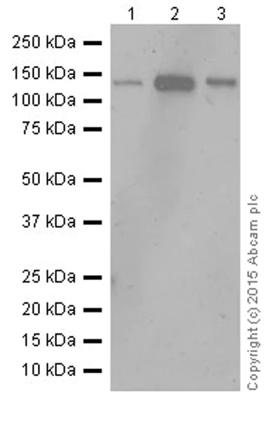 Western blot - Anti-eNOS antibody [EPR19296] (AB199956)