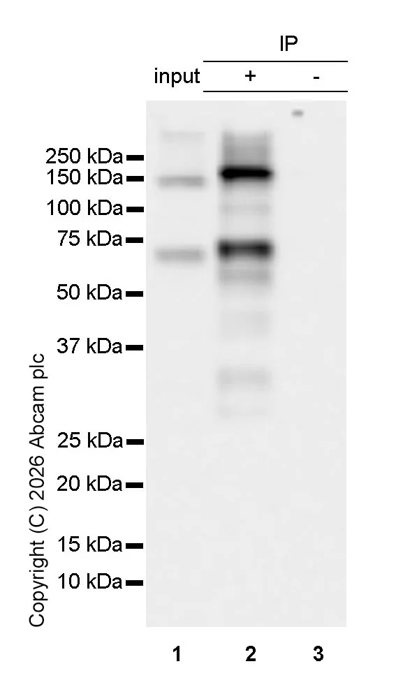 Immunoprecipitation - Anti-eNOS antibody [EPR19296] - BSA and Azide free (AB240352)