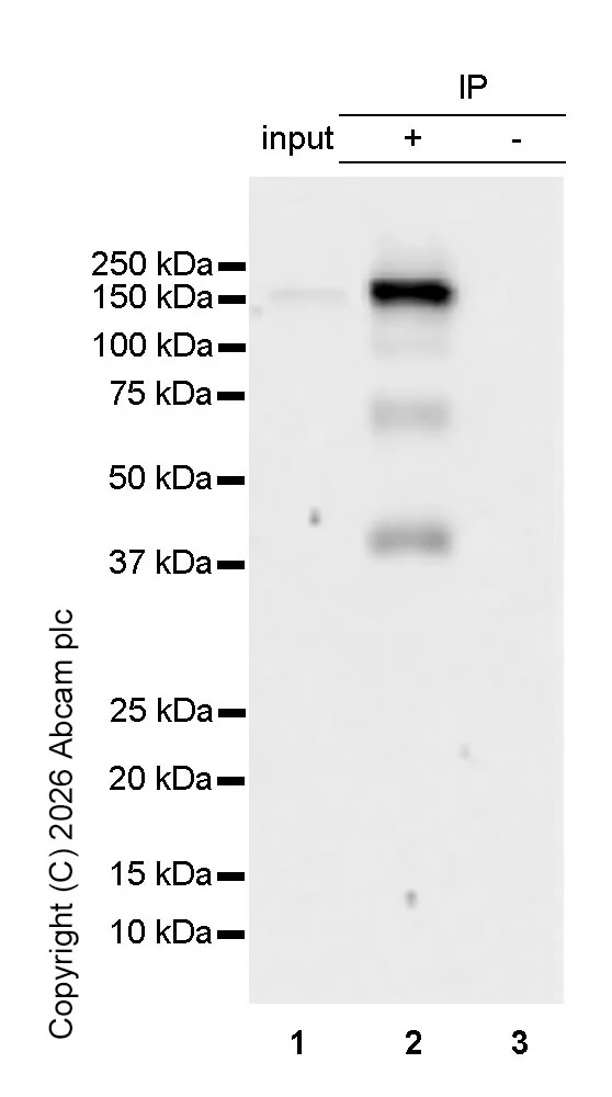 Immunoprecipitation - Anti-eNOS antibody [EPR19296] - BSA and Azide free (AB240352)