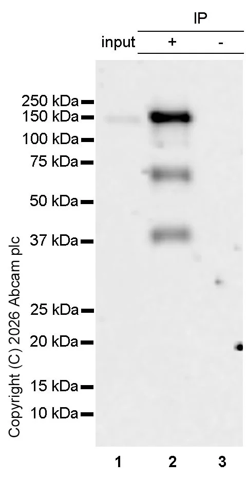 Immunoprecipitation - Anti-eNOS antibody [EPR19296] - BSA and Azide free (AB240352)