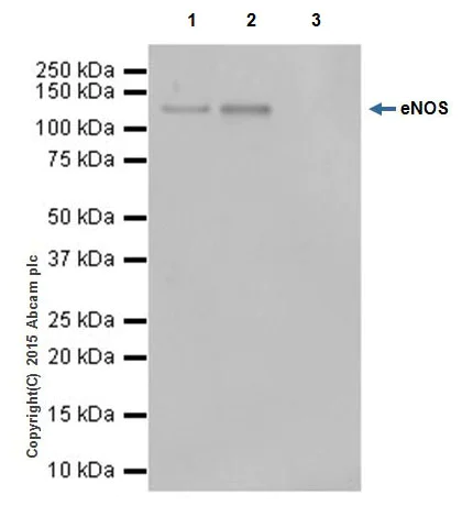Immunoprecipitation - Anti-eNOS antibody [EPR19296] - BSA and Azide free (AB240352)