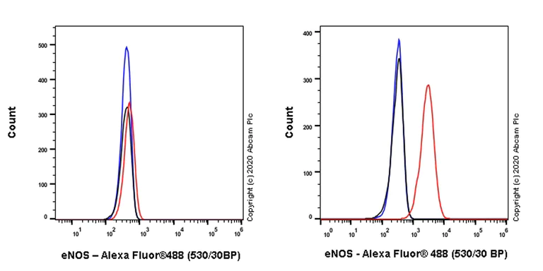 Flow Cytometry (Intracellular) - Anti-eNOS antibody [EPR23750-3] - BSA and Azide free (AB273574)