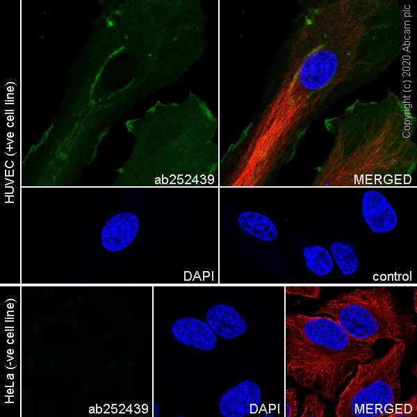 Immunocytochemistry/ Immunofluorescence - Anti-eNOS antibody [EPR23750-3] - BSA and Azide free (AB273574)