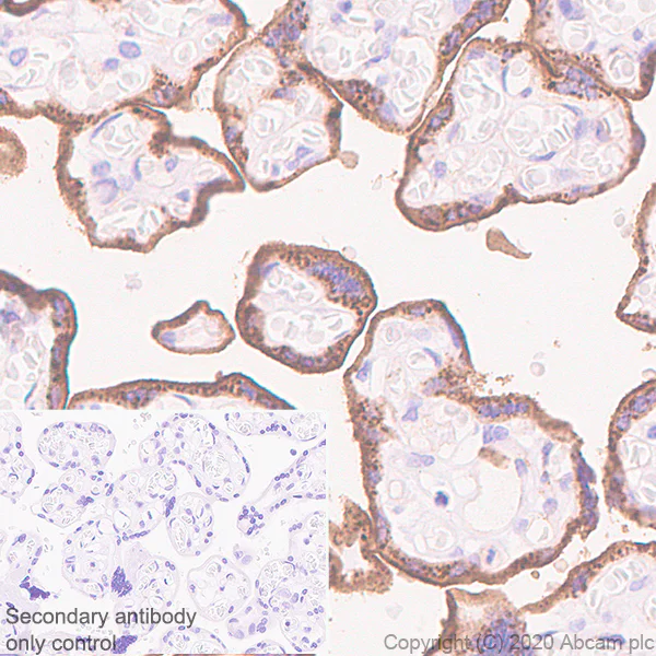 Immunohistochemistry (Formalin/PFA-fixed paraffin-embedded sections) - Anti-eNOS antibody [EPR23750-3] - BSA and Azide free (AB273574)