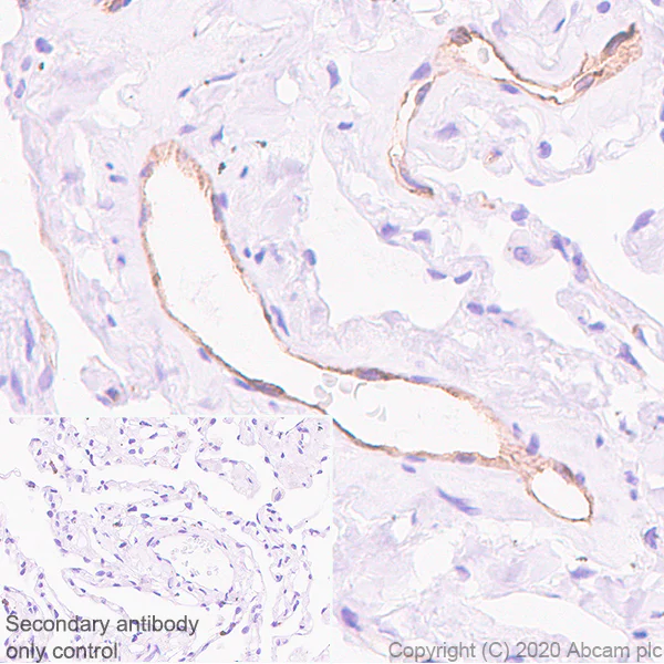 Immunohistochemistry (Formalin/PFA-fixed paraffin-embedded sections) - Anti-eNOS antibody [EPR23750-3] - BSA and Azide free (AB273574)
