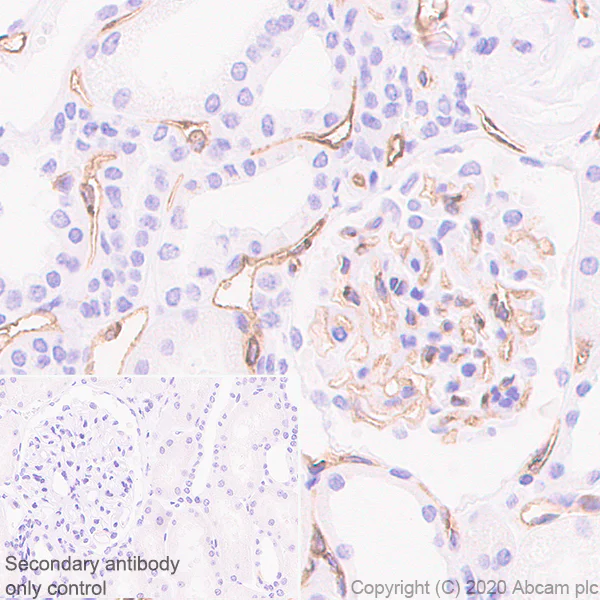 Immunohistochemistry (Formalin/PFA-fixed paraffin-embedded sections) - Anti-eNOS antibody [EPR23750-3] - BSA and Azide free (AB273574)