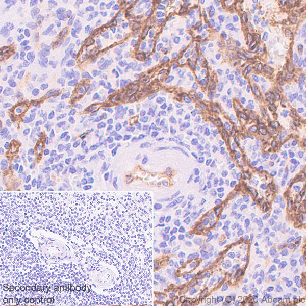 Immunohistochemistry (Formalin/PFA-fixed paraffin-embedded sections) - Anti-eNOS antibody [EPR23750-3] - BSA and Azide free (AB273574)