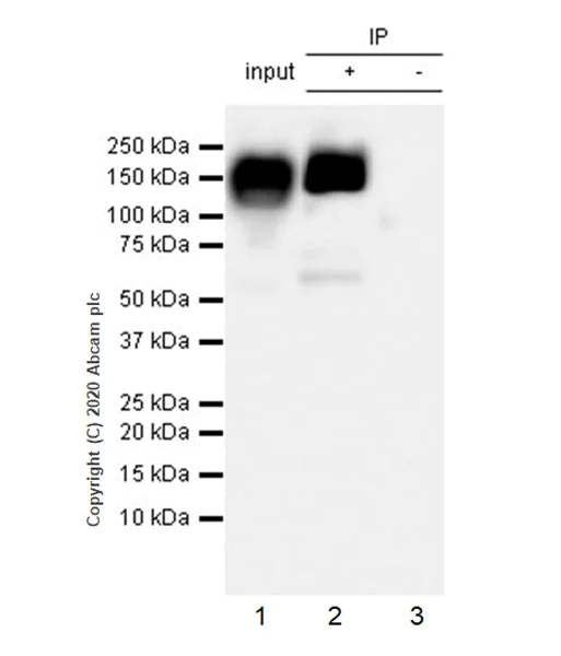 Immunoprecipitation - Anti-eNOS antibody [EPR23750-3] - BSA and Azide free (AB273574)