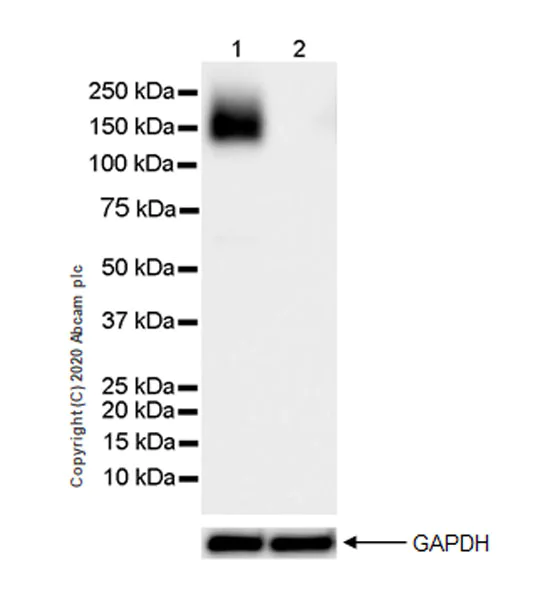 Western blot - Anti-eNOS antibody [EPR23750-3] - BSA and Azide free (AB273574)