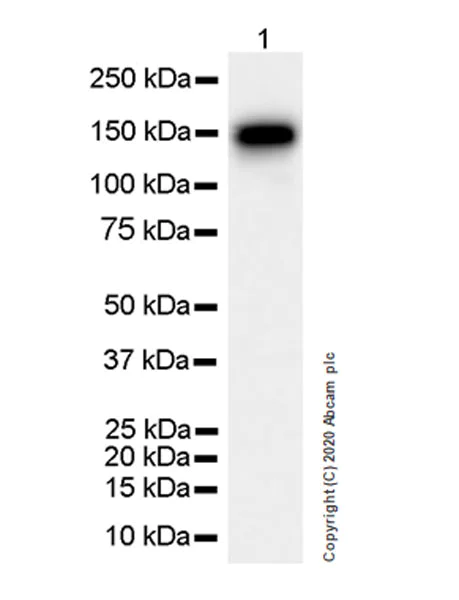 Western blot - Anti-eNOS antibody [EPR23750-3] - BSA and Azide free (AB273574)