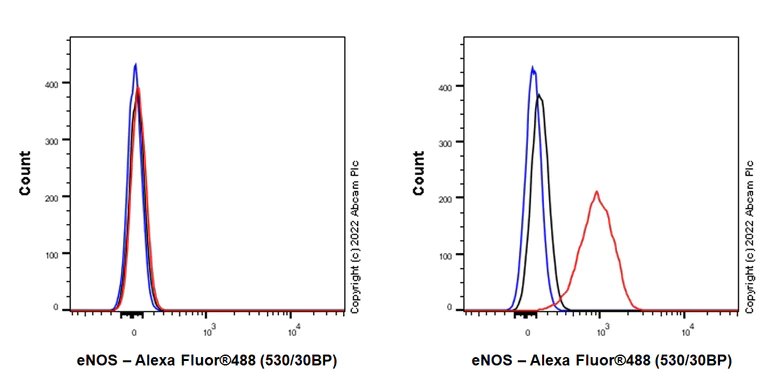Flow Cytometry (Intracellular) - Anti-eNOS antibody [EPR26335-79] (AB300071)