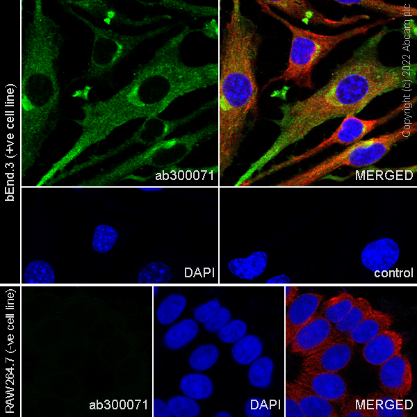 Immunocytochemistry/ Immunofluorescence - Anti-eNOS antibody [EPR26335-79] (AB300071), expandable thumbnail