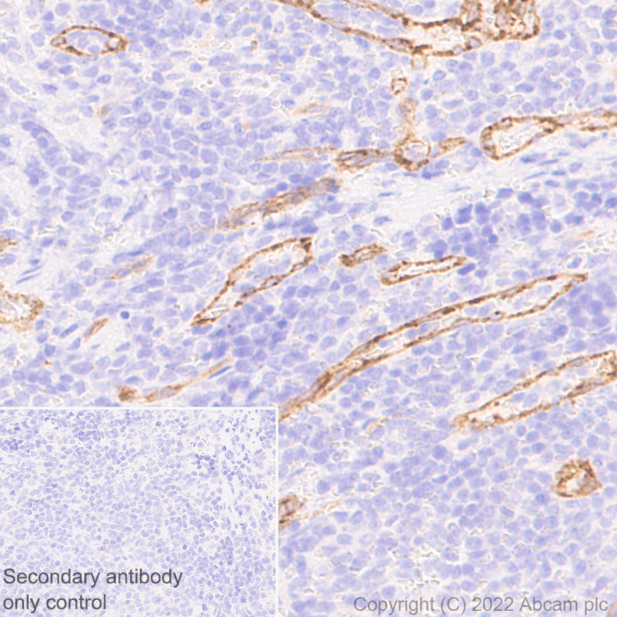 Immunohistochemistry (Formalin/PFA-fixed paraffin-embedded sections) - Anti-eNOS antibody [EPR26335-79] (AB300071), expandable thumbnail