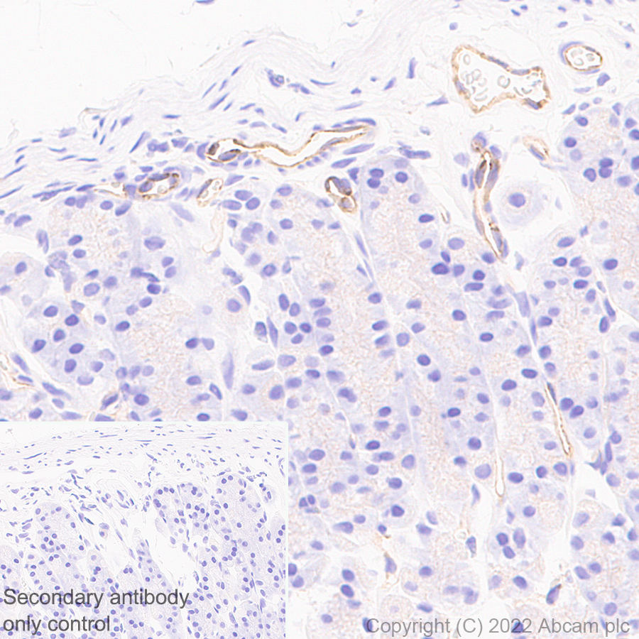 Immunohistochemistry (Formalin/PFA-fixed paraffin-embedded sections) - Anti-eNOS antibody [EPR26335-79] (AB300071), expandable thumbnail