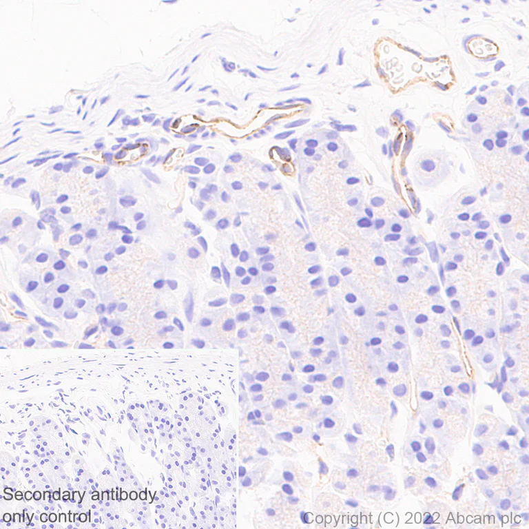 Immunohistochemistry (Formalin/PFA-fixed paraffin-embedded sections) - Anti-eNOS antibody [EPR26335-79] (AB300071)