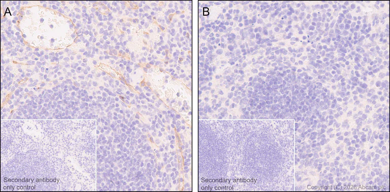 Immunohistochemistry (Formalin/PFA-fixed paraffin-embedded sections) - Anti-eNOS antibody [EPR26335-79] (AB300071)
