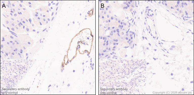 Immunohistochemistry (Formalin/PFA-fixed paraffin-embedded sections) - Anti-eNOS antibody [EPR26335-79] (AB300071)