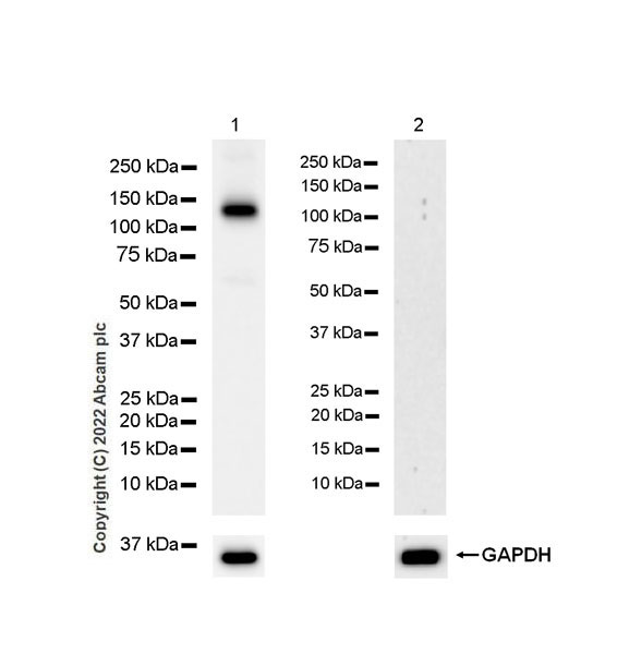 Western blot - Anti-eNOS antibody [EPR26335-79] (AB300071), expandable thumbnail