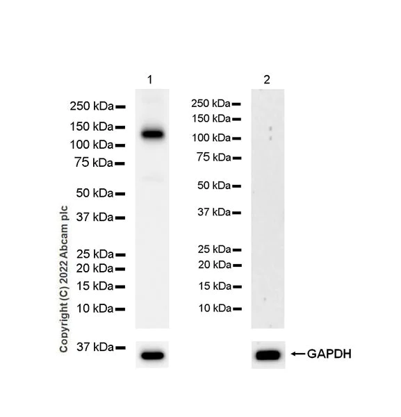 Western blot - Anti-eNOS antibody [EPR26335-79] (AB300071)