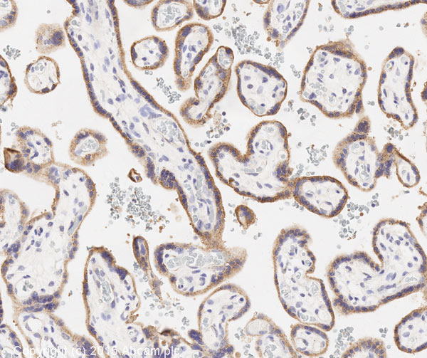 Immunohistochemistry (Formalin/PFA-fixed paraffin-embedded sections) - Anti-eNOS antibody [M221] (AB76198), expandable thumbnail