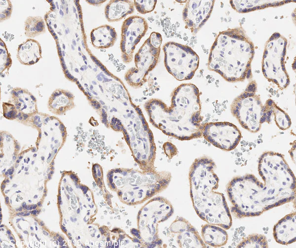 Immunohistochemistry (Formalin/PFA-fixed paraffin-embedded sections) - Anti-eNOS antibody [M221] (AB76198)
