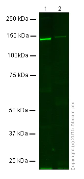 Western blot - Anti-eNOS antibody [M221] (AB76198)