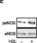 Western blot - Anti-eNOS antibody [M221] (AB76198)