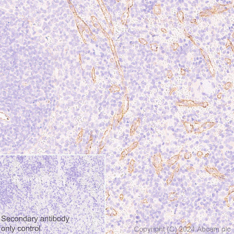 Immunohistochemistry (Formalin/PFA-fixed paraffin-embedded sections) - Anti-eNOS antibody [RM1181] (AB317582)